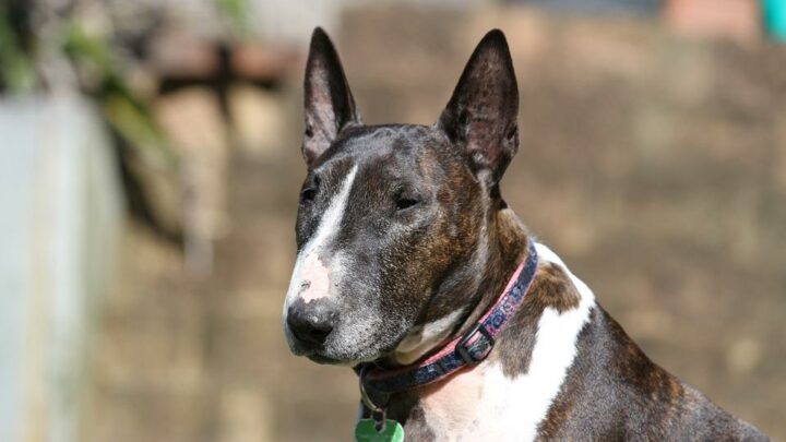 Bullterrier