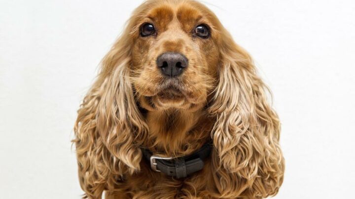 Cocker Spaniel