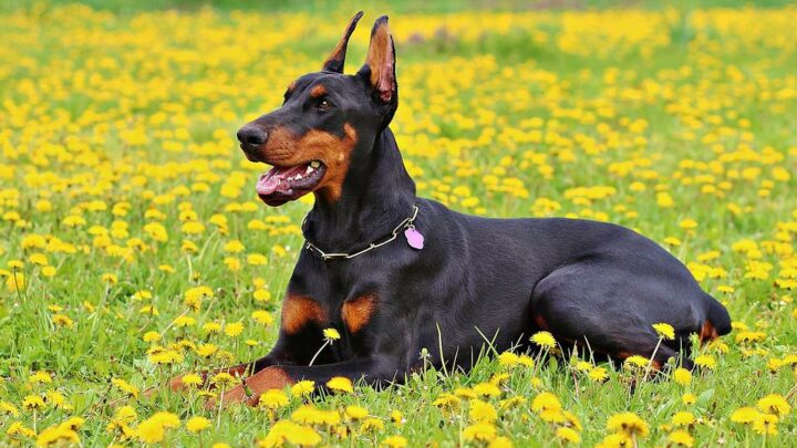 Dobermann