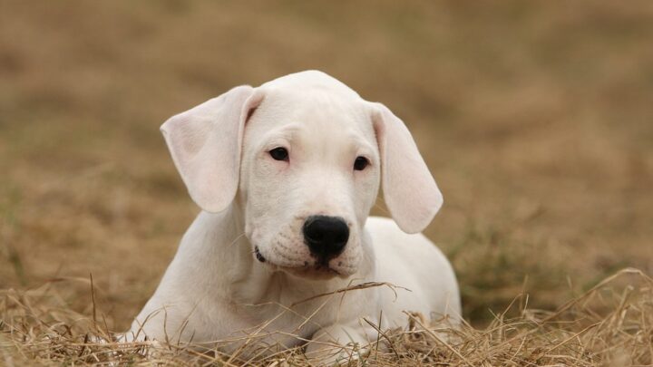 Dogo Argentino