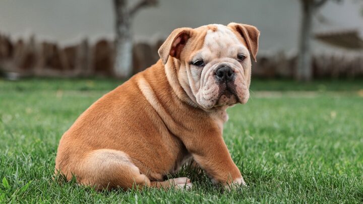 Englische Bulldogge