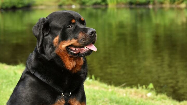 Rottweiler