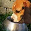 Was füttern bei Futtermittelallergie Hund