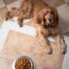 optimale Ernährung / Hundefutter
